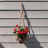 Ceramic Pot Hanger with Fuchsia flowers